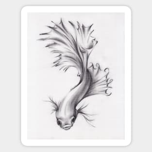 Lady of the Lake - Charcoal Pencil Drawing of a Siamese/Betta Fighting Fish Sticker